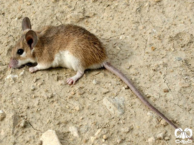  ویژگی‌های زیستی گونه موش خاردار 